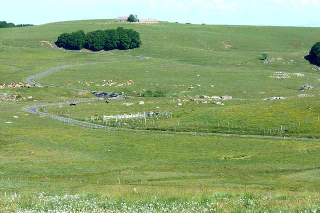Aubrac